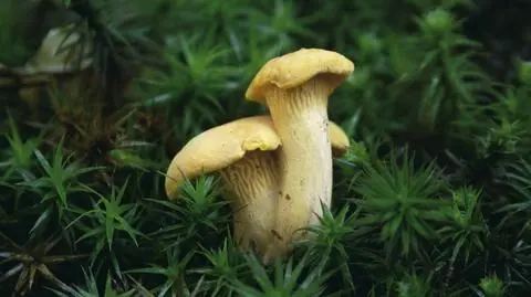 "Pada deszczyk, pada, każda kurka bardzo rada"