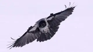 Mogą też się zemścić