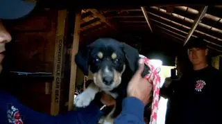 Uratowany psiak
