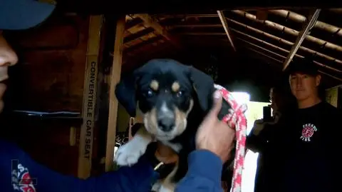 Szczenię wpadło do studni głębokiej na 15 m. Strażacy uratowali pupila 12-latki