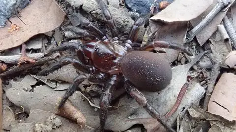 Nowy rodzaj pająków w Australii 