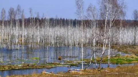 W dzień opady deszczu i silny wiatr