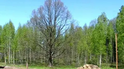 30 mln nowych sadzonek pojawi sięna terenie woj. lubuskiego
