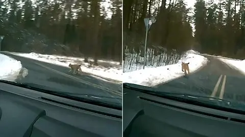 Ryś nagrany kamerą w samochodzie