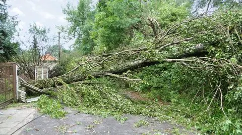 Połamane drzewa stanowią zagrożenie