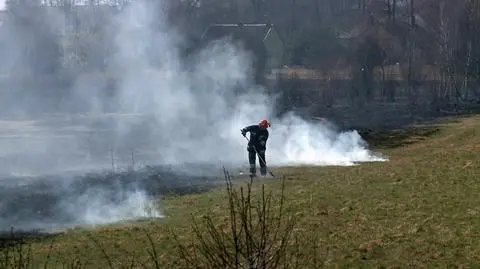"Wypalanie traw to dramat". Giną zwierzęta, nierzadko ludzie
