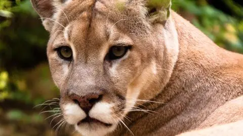 Puma płowa to drapieżny kot zamieszkujący Amerykę 
