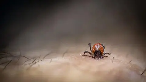 Kleszcze mogą wywołać epidemie
