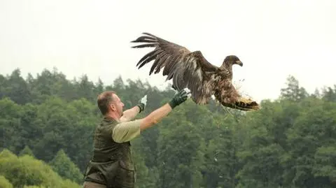 Młody bielik znów w przestworzach 