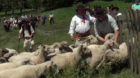 Owieczki zostały wyprowadzone na górskie pastwiska w Beskidach