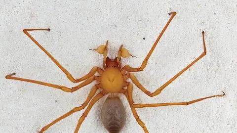 Pająk ze szponami, cętkowany rekin. W 2012 roku opisano 137 nowych gatunków