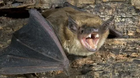 Część nietoperzy nie zapadła jeszcze w sen zimowy. To sprawka ciepłej jesieni