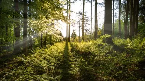 Prognoza pogody na dziś: dużo słońca