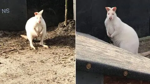 W Bielsku-Białej skradziono dwa białe kangury
