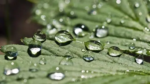 Deszcz i wiatr pomogą alergikom