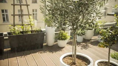 Drzewka na balkon - jakie wybrać
