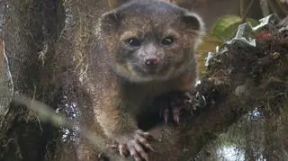 Olinguito należy do rodziny szopowatych