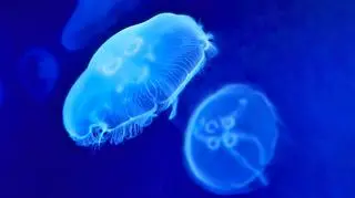 Meduzami hodowlanymi są chełbie modre