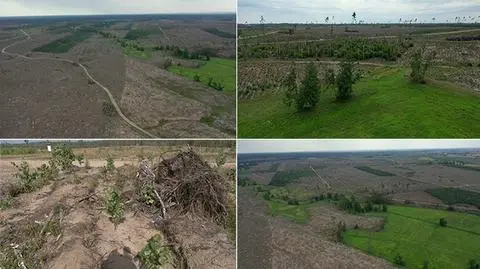 Suszek dwa lata po kataklizmie