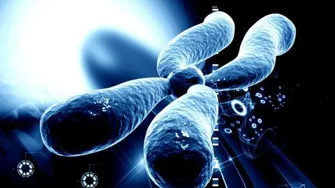 Końcówki chromosomów - telomery - są w dużym stopniu odpowiedzialne za starzenie organizmu
