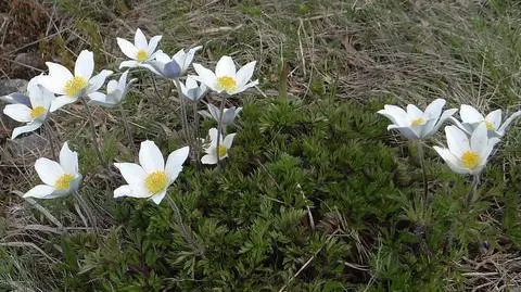 Sasanki ponownie zakwitły na Babiej Górze. "To anomalie, które są miłe"