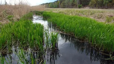 Susza hydrologiczna w Polsce