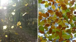Pełnia jesieni w środku lasu