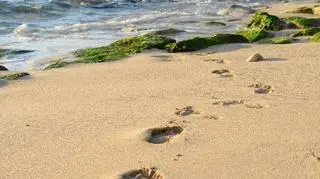 Już niedługo glony znikną znad bałtyckich plaż