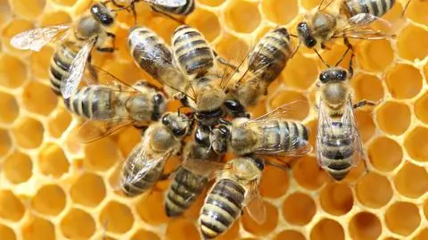 Niebezpieczna warroza zdziesiątkowała wiele uli