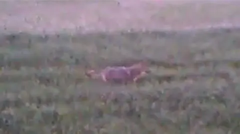 Spotkanie wilka z człowiekiem