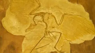 Przodkiem współczesnych ptaków był archeopteryks