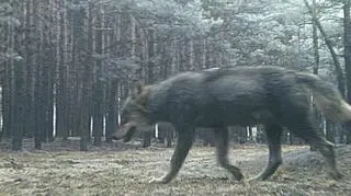 Wilk uchwycony przez kamerę monitoringu leśnego