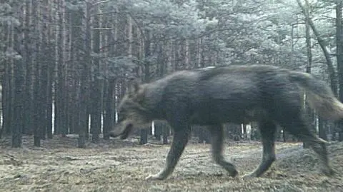 Wilki szwendają się po lasach zachodu Polski
