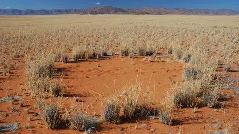 Przebadali czarcie kręgi. Konkurencja między roślinami to klucz do zagadki?