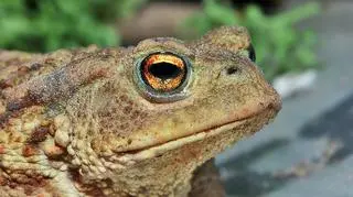 Ropuchy szare rozpoczęły wędrówki godowe