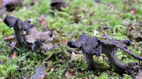 Lejkowiec dęty Craterellus cornucopioides
