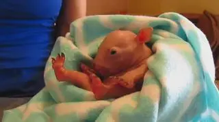 Malutki wombat bardzo polubił ludzi