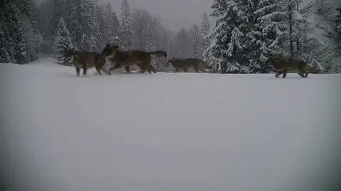Wilki w górach. Fotopułapka uchwyciła całą rodzinę