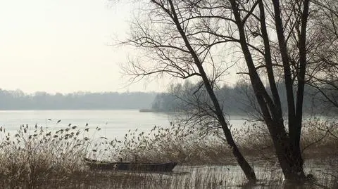 Ta niewinnie wyglądająca olsza jest obecnie największym wrogiem polskich alergików