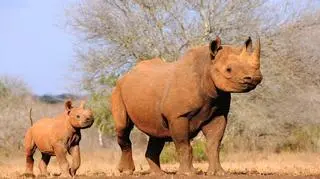 Nadzieja dla nosorożców