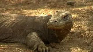 Wyspa Komodo