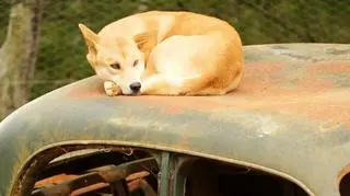 Dingo są łudząco podobne do psów domowych