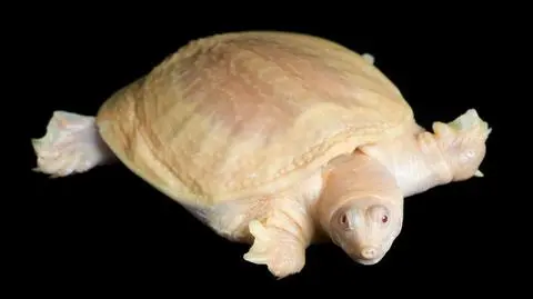 Ten żółw załatwia się... pyskiem!