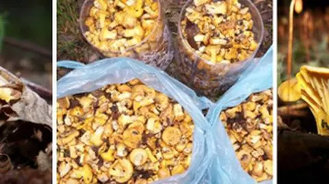 Zaczął się sezon na kurki. Majowe grzyby na zdjęciach Reportera 24
