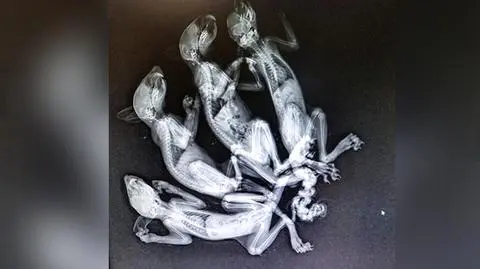 Zwierzęta miały kilka złamanych kości w ogonach