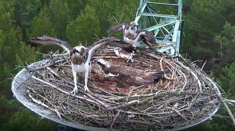 Podglądaj i podsłuchuj najsłynniejsze rybołowy w Polsce