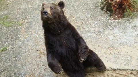 Niedźwiedzie mocno śpią. Mrozy zapędziły je do gawr