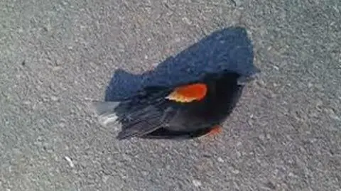 Setki ptaków padły przez fajerwerki. Kolejny rok z rzędu