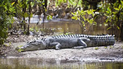 Krokodyl uwięził kajakarza na bezludnej wysepce. Polował na turystę przez dwa tygodnie