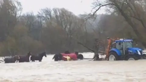 Strażacy nie pomogli, zajęli się tym rolnicy. Uratowali z powodzi siedem koni